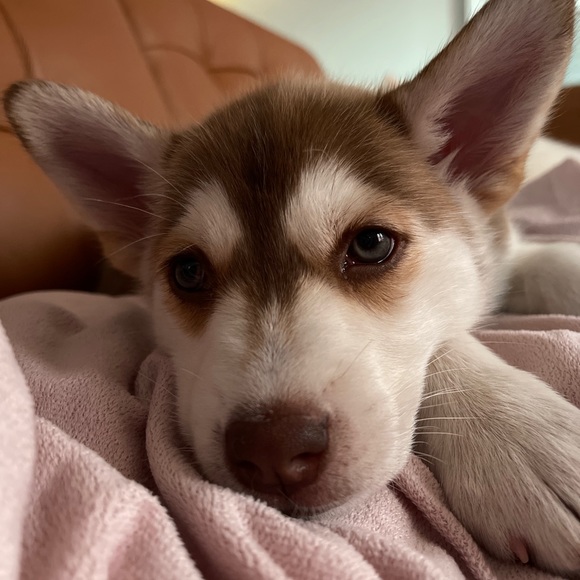 huskydadof4